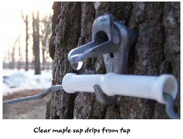 Clear maple sap drips from tap
